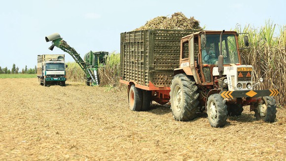 Sản lượng đường sẽ xuống dưới 1 triệu tấn? Sản lượng đường sẽ xuống dưới 1 triệu tấn?